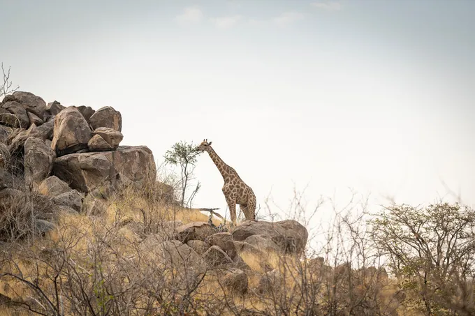 An Angolan giraffe eats leaves partway up a hill near a rocky outrcopping