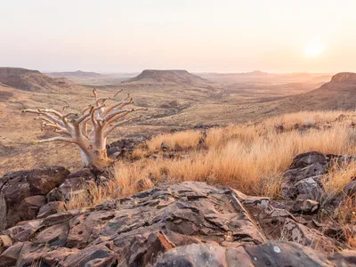 A tan butter tree growing on a rock outcropping among brown grasses and overlooking a vast grassy, hilly, and grassy landscape