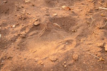 A fresh black rhino footprint in brown sand