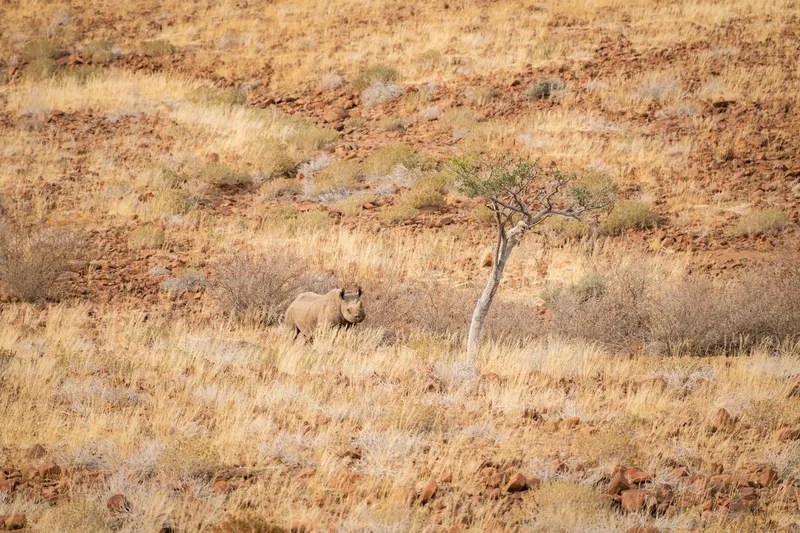A black rhino with gray skin stands at a distance among warm brown grasses in Namibia