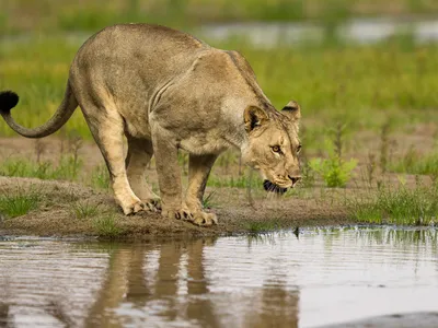 A lioness in Puros Conservancy, Namibia, stands at the edge of a water source on green grass leaning toward the water