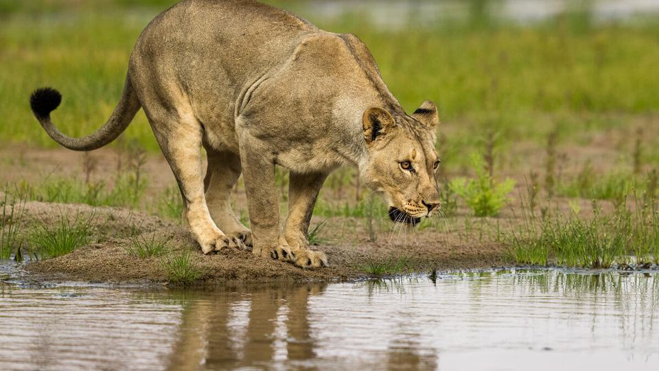 A lioness in Puros Conservancy, Namibia, stands at the edge of a water source on green grass leaning toward the water