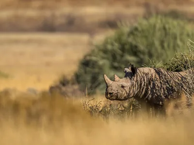 A black rhino is in profile on the righthand side of the photograph, standing among tall brown grasses with a green bush in the background