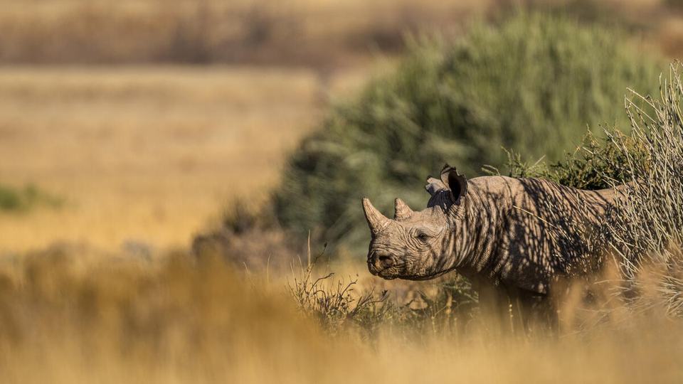 A black rhino is in profile on the righthand side of the photograph, standing among tall brown grasses with a green bush in the background