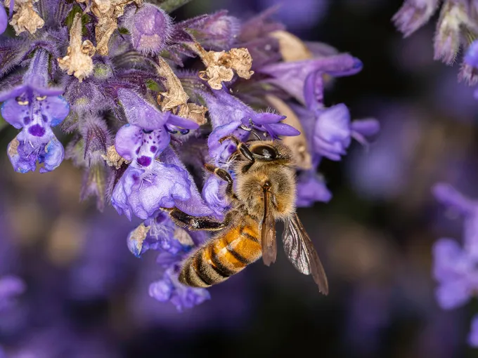 A European honey bee clutches to the underside of a purple flower
