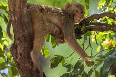 A tan Rhesus macaque lies on a branch in a tree surrounded by greenery