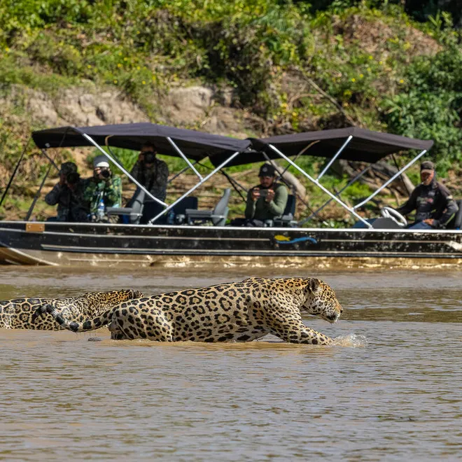 A jaguar moves through water with a tourist boat with people taking picutres in the background