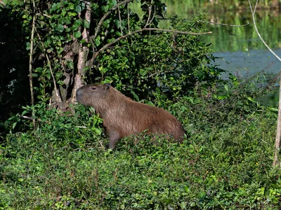 Capybara sitting in tall grass and in front of a wall of vegetation.