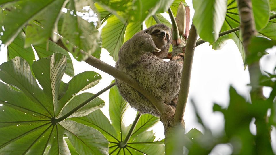 Brown-throated sloth perches on a tree inside Reserva Ecológica de Guapiaçu, Brazil