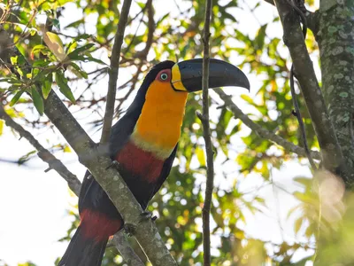 A channel-billed toucan with a dark-grooved beak and brightly colored throat, perched in a forest setting.