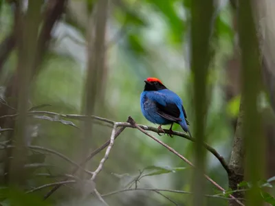 A round blue bird, with a black beak and face and a bright red crest on the top of its head.