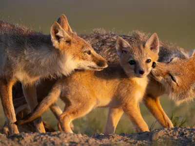Two adult swift foxes lick their kit which is looking at the camera