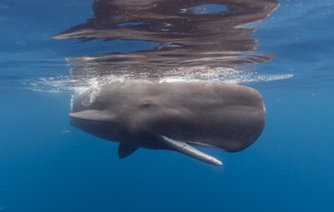 A dark gray juvenile sperm whale swims just below the surface with its mouth open