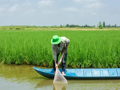 Van Trung Hiue stands in a small blue boat leaning over the edge with a net to catch shrimp