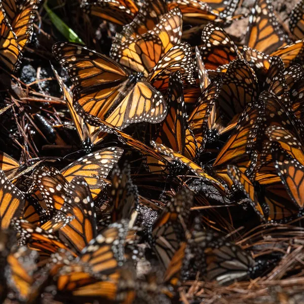 close up view of a cluster of monarch butterflies in Michoacán, Mexico