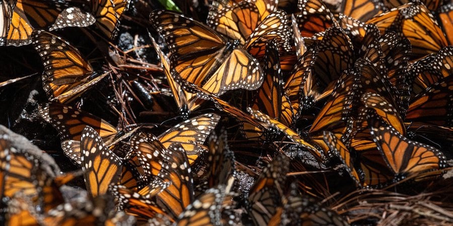 close up view of a cluster of monarch butterflies in Michoacán, Mexico