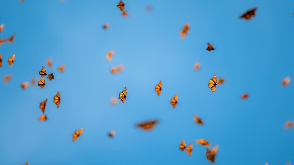 Monarchs fly against a bright blue sky