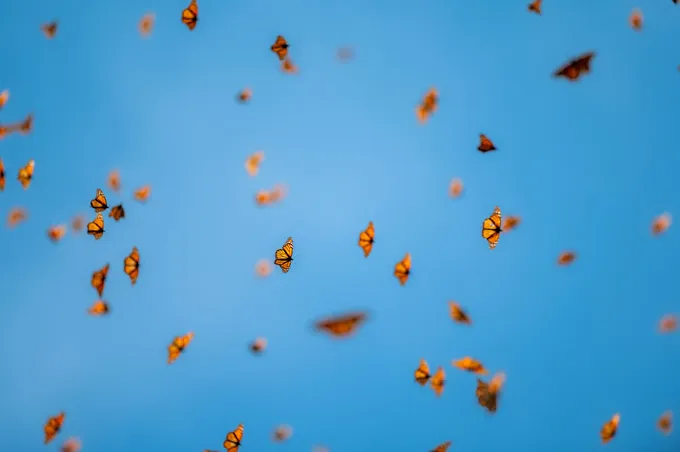 Monarchs fly against a bright blue sky