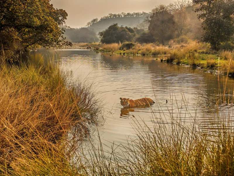 A tiger is centered in the frame, swimming through a river with brown, grassy banks and trees in the background