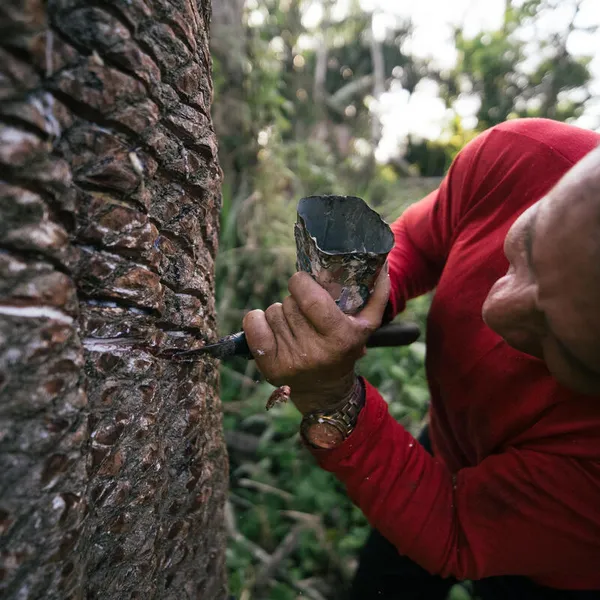 A person taps rubber from a tree