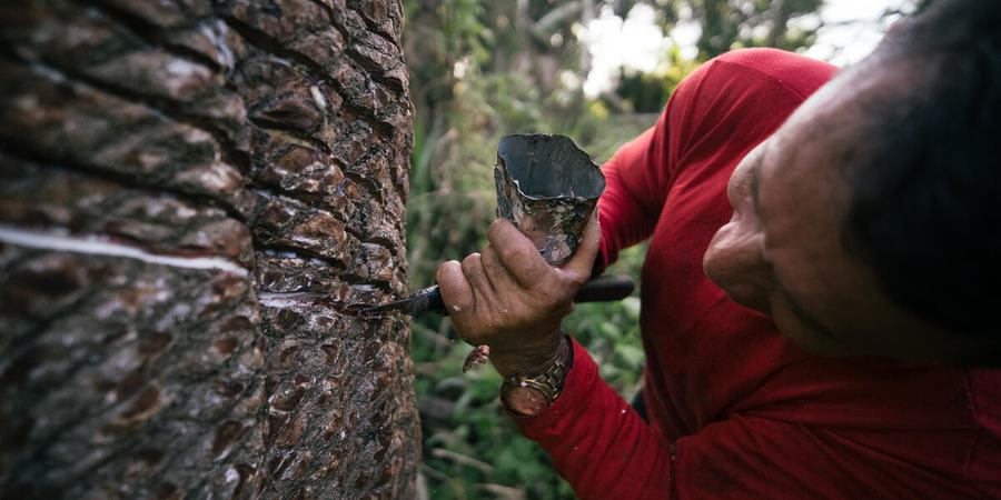 A person taps rubber from a tree
