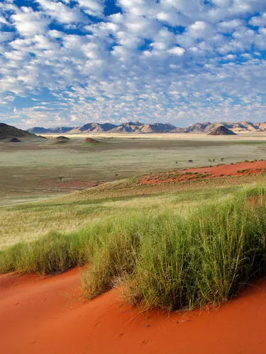 Green desert valley and red sands in morning light after plentiful rains in Namib Rand, Namibia