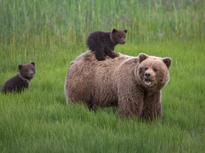 A large brown grizzly bear with one small dark brown cub on her back and another trailing behind in tall green grass