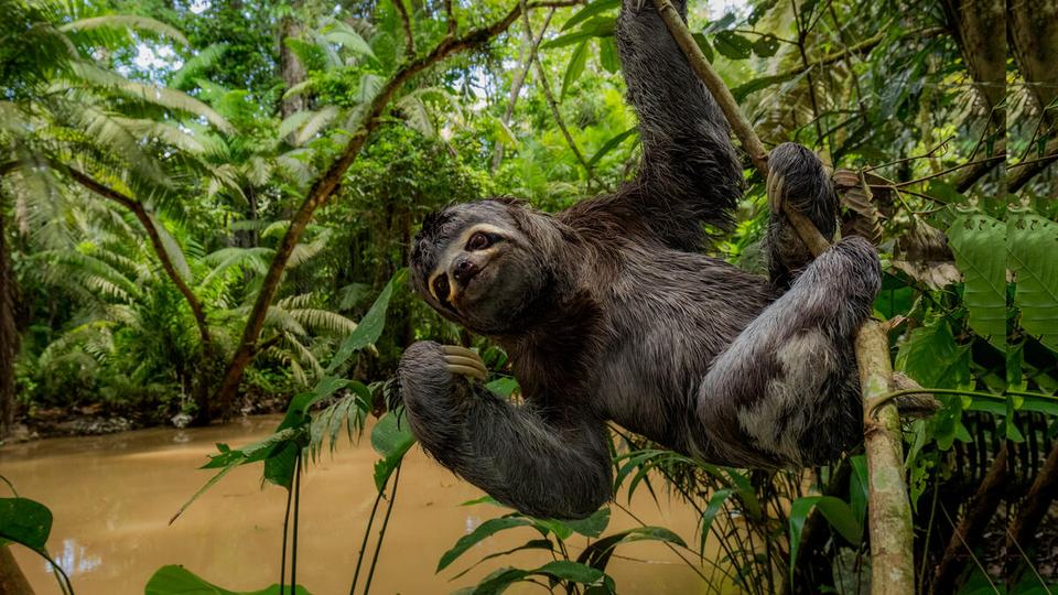 Brown throated three toed sloth hangs from a tree above a brown river in Ecuador