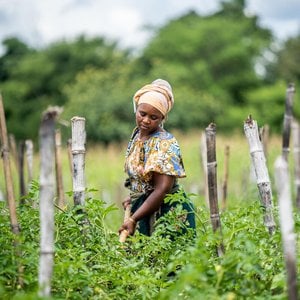 Lidia Kivinge stands among green crops holding a farming tool and looking down in brightly colored clothing