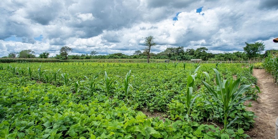 A farmer’s field in Utosi village, Mufindi district, Tanzania, showing bright green crops and a sky with moody clouds