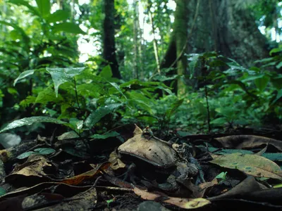 A Surinam frog sits camouflaged on the forest floor of the Manu Biosphere Reserve in Peru