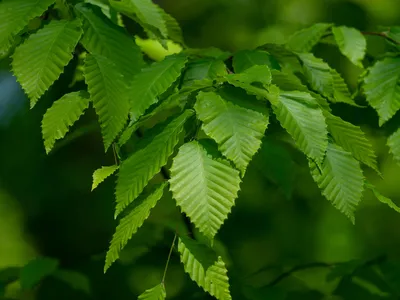 A close up of North American beech leaves with a green background