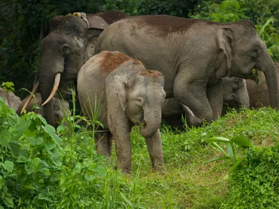 A herd of elephants in Borneo makes its way through greenery, with a small elephant in the lead