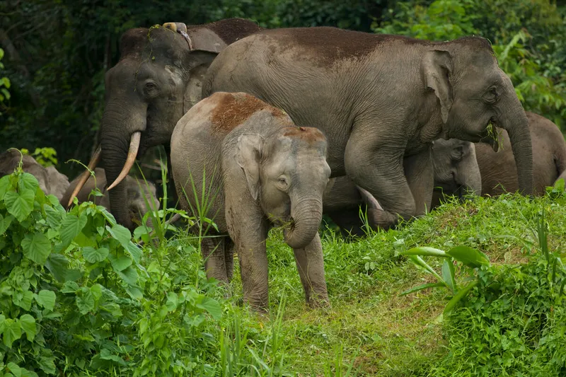 A herd of elephants in Borneo makes its way through greenery, with a small elephant in the lead
