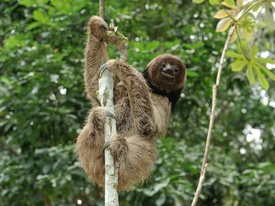 Maned Three toed Sloth climbs tree in Atlantic Rainforest Brazil