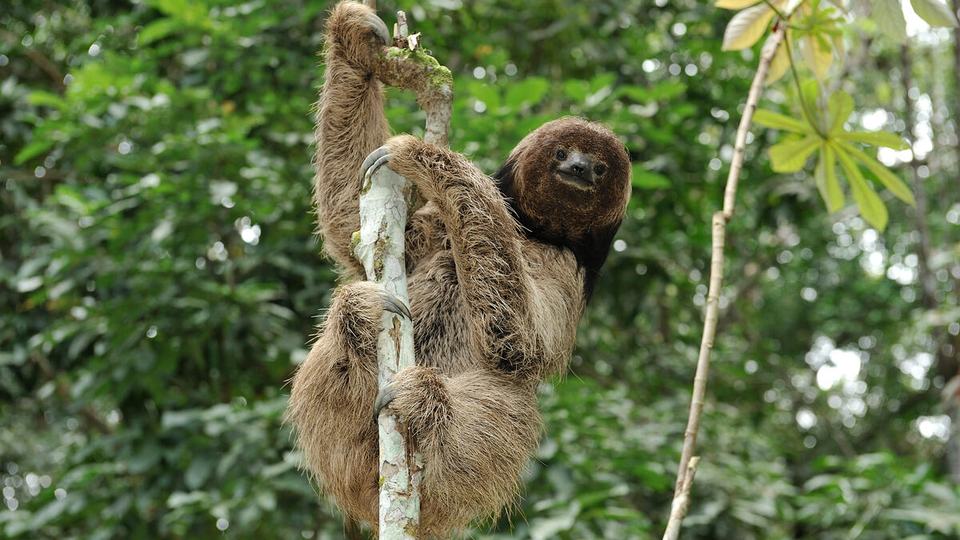 A maned three-toed sloth inside the Atlantic Forest, Brazil