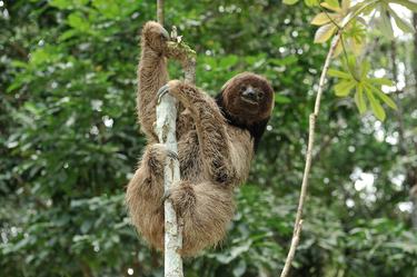 A maned three-toed sloth inside the Atlantic Forest, Brazil