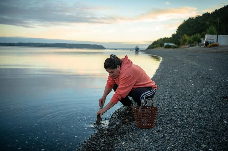 Shellfish collector Luvy Jara Nancuante searches the coastline of the Tocoihue Estuary, Chile