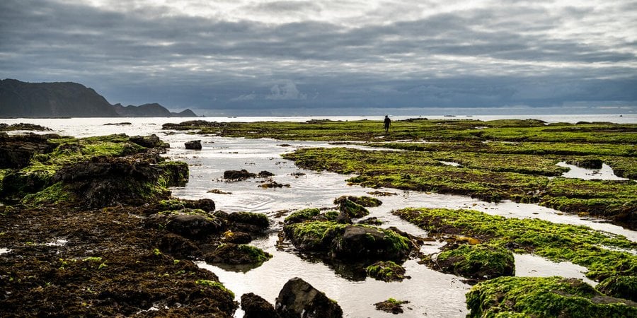 A person stands in the distance of a rocky, seaweed-rich shoreline in Chile