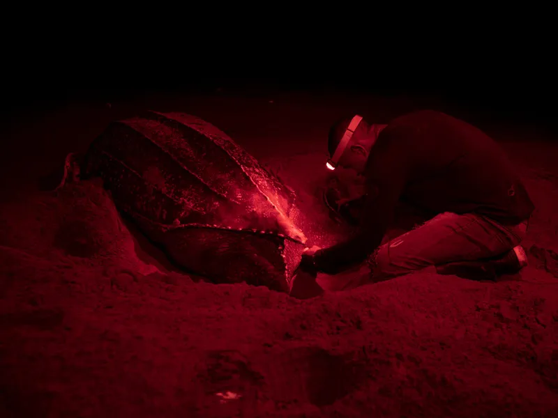 Jaime Olivo Gutiérrez, community member, part of the sea turtle monitoring group, and staff of Natural National Parks of Colombia, monitors a sea turtle at night using a headlamp with a red light
