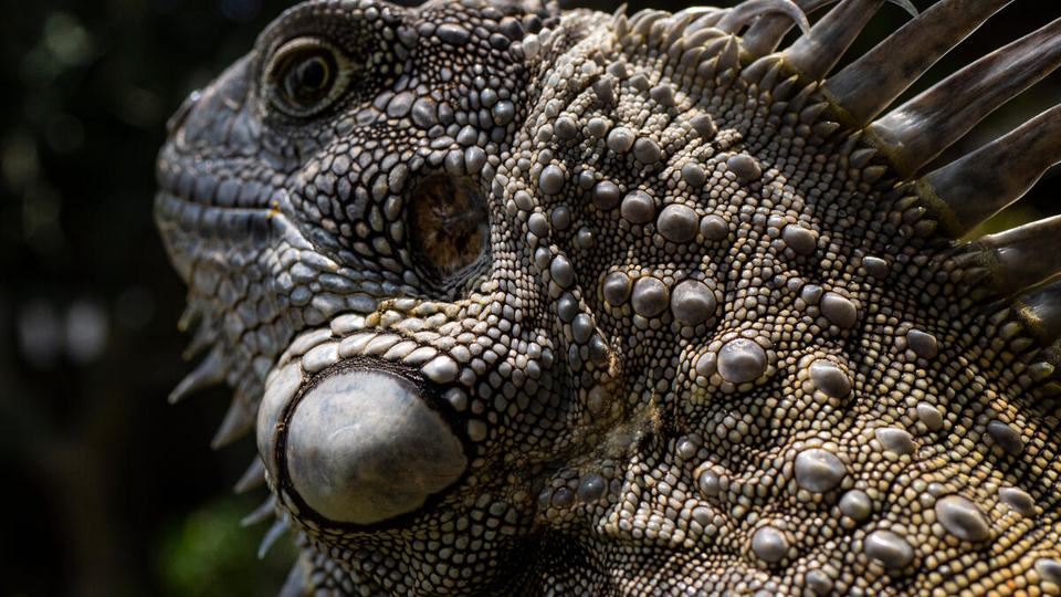 A portrait of a green iguana showing the texture of its grayish green scales, eyes, and mouth
