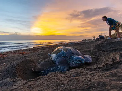 A leatherback sea turtle digs a nest in the sand at a twilight beach to lay her eggs. Everildys Cordoba, a local leader, watches over the turtle.