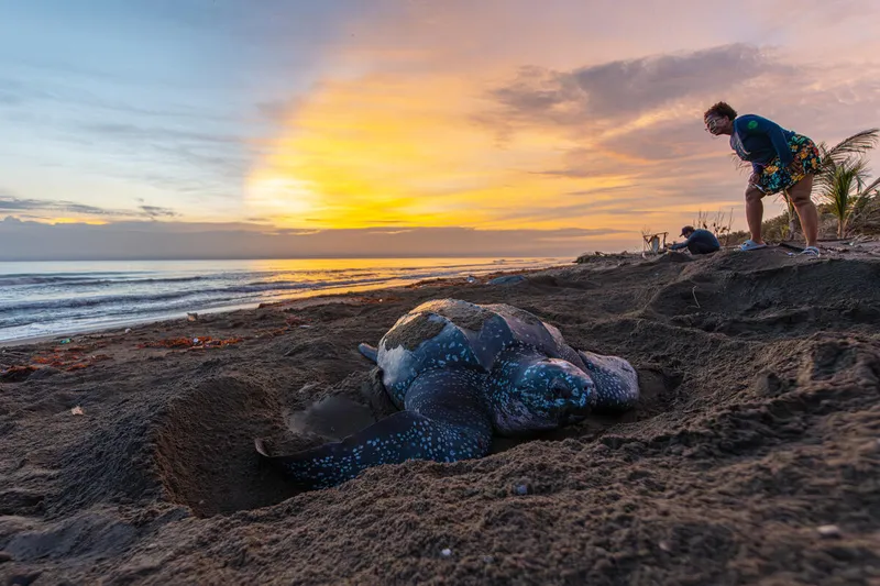 A leatherback sea turtle digs a nest in the sand at a twilight beach to lay her eggs. Everildys Cordoba, a local leader, watches over the turtle.