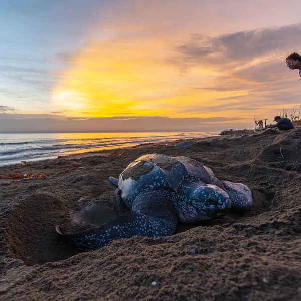 A leatherback sea turtle digs a nest on the beach under a rising sun as Everildys Cordoba, local leader of Cocomasur, looks on