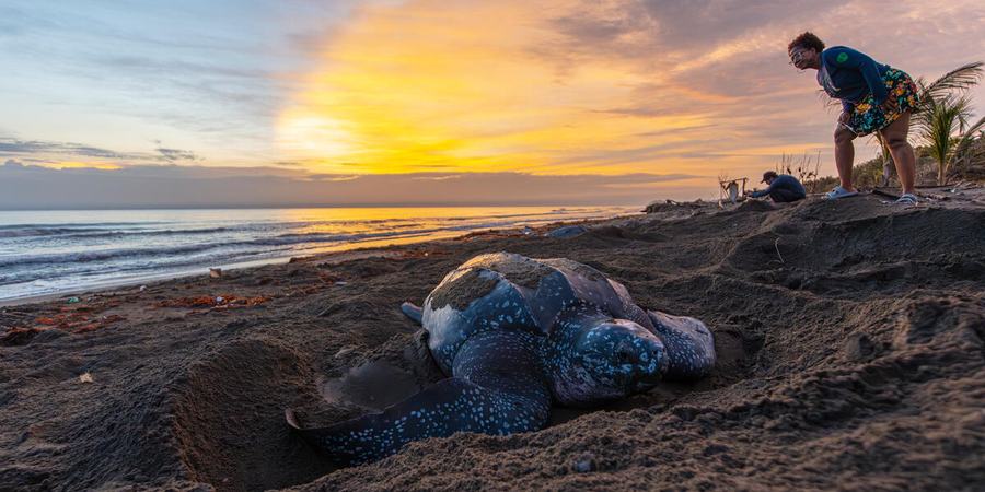 A leatherback sea turtle digs a nest on the beach under a rising sun as Everildys Cordoba, local leader of Cocomasur, looks on
