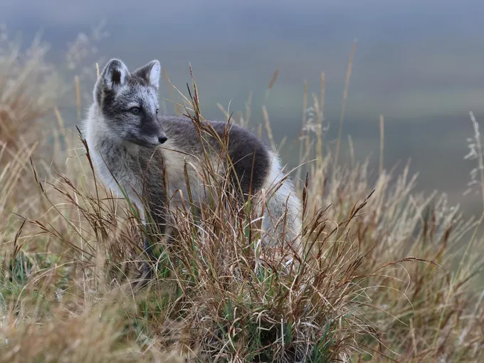An young Arctic fox with mostly brown fur stands near its den in Lapland Finland
