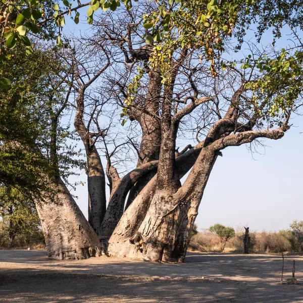 A cluster of baobab trees inside Nyae Nyae Conservancy, Namibia