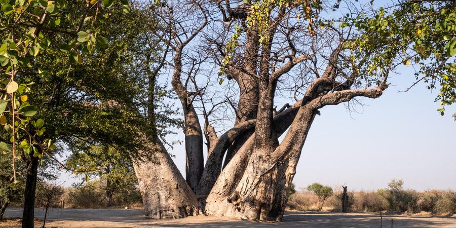 A cluster of baobab trees inside Nyae Nyae Conservancy, Namibia