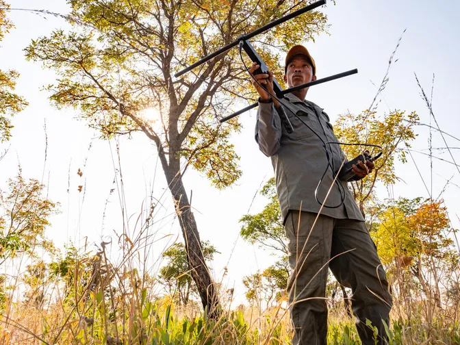 Ranger ≠oma Sao Xuma wears dark green and holds up black tracking device with green trees and grasses in the background