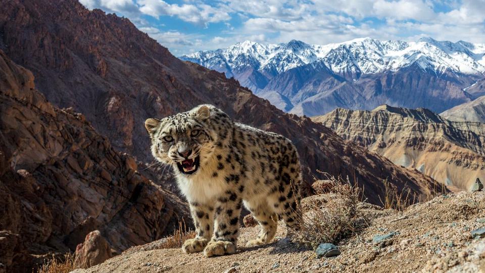 A snow leopard opens its mouth at the camera standing atop a high mountain with snow covered peaks in the background